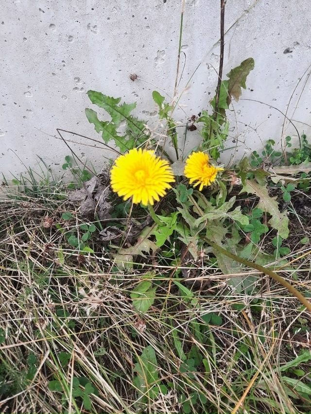 😮 В октябре зацвела не только сирень, но и одуванчики
...