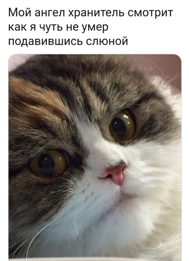 Ты ему точно не понравишься. Но это неважно.
Ангел, кот?...