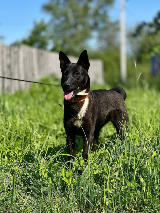 А что такое счастье для собаки?
Не миска корма и вкусня...