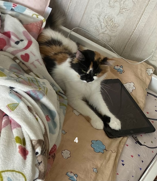 #ПотерялиНашлиПомогите
1 В районе улицы Кирова мой бр?...