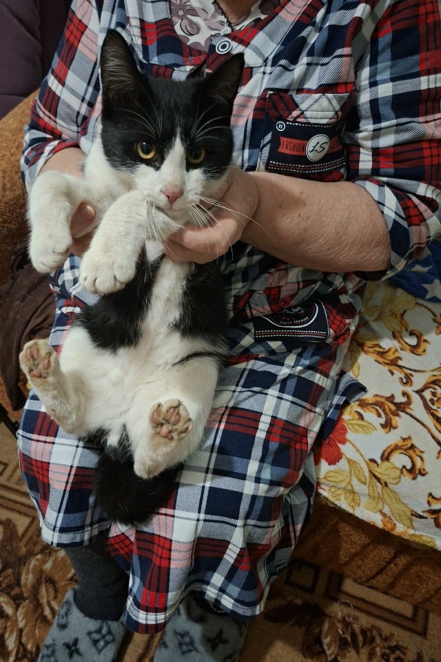 Люди добрые!Чей котик?Сидел у подьезда.Позвала,зашёл в ...