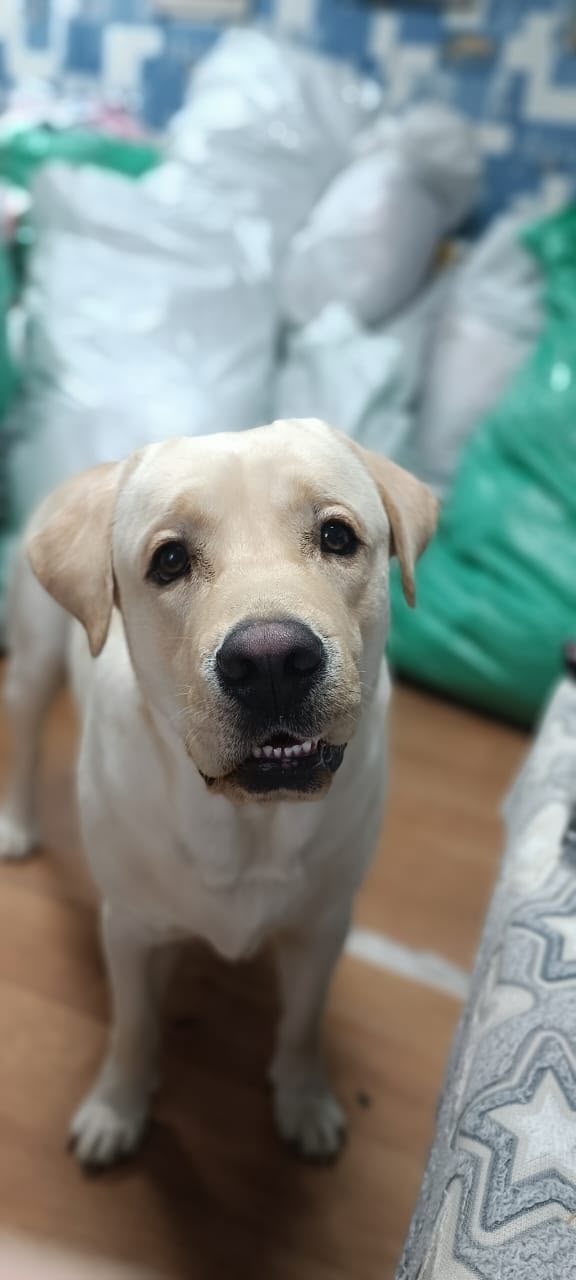 Сбежал золотистый лабрадор, кличка Рокки. Район 2 школы...