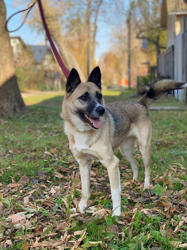 🆘 ПОМОГИТЕ АЙНЕ🙏❗
НЕБОЛЬШАЯ ЛАЕЧКА ПЛАЧЕТ ОТ ОДИНО?...