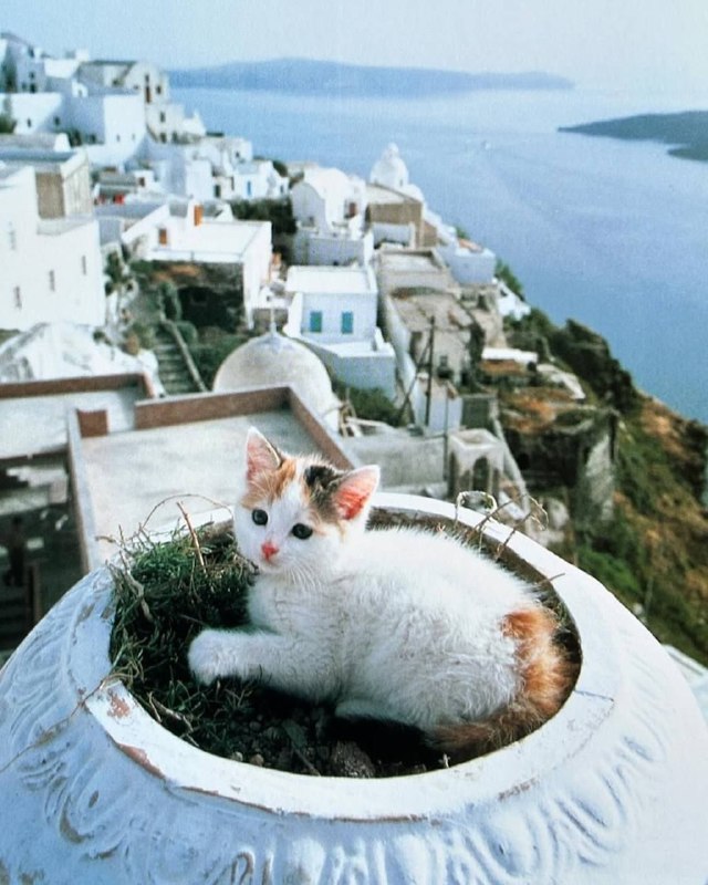 Милейшие фото из книги под названием «Котята на каникулах» — автор японский фотограф Синдзиро Сагара