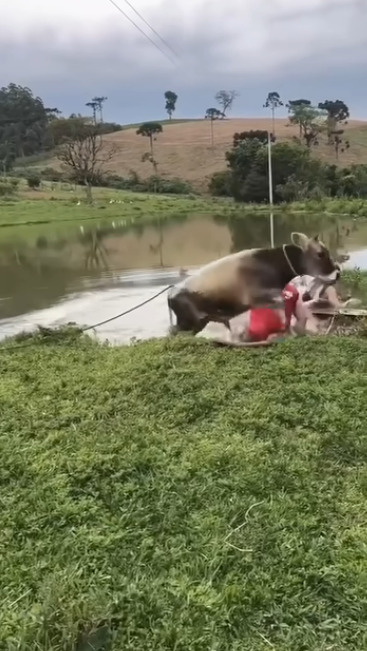 Выпускайте бычка