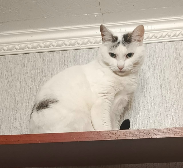 Админ, опубликуй, пожалуйста!
Переславль!
Друзья!
Обра...