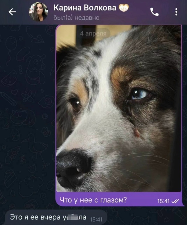 Собаки Моны и Эльдара Джарахова попали в лапы живодеро...