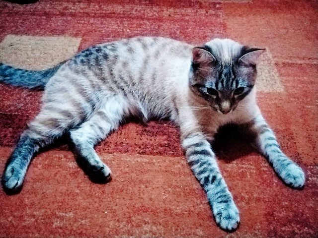 Кот Арбуз 🐈🍉