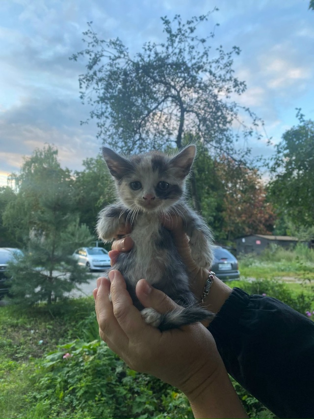 ??#котёнок в беде ??
Кашира МО
Подбросили ещё кот?...