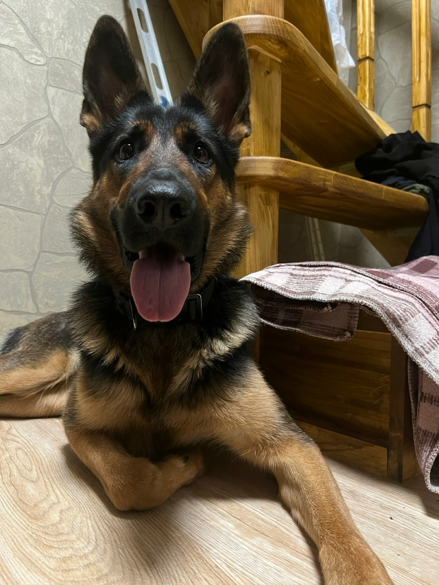 Добрый день! С участка пропала собака по кличке Дора, К?...