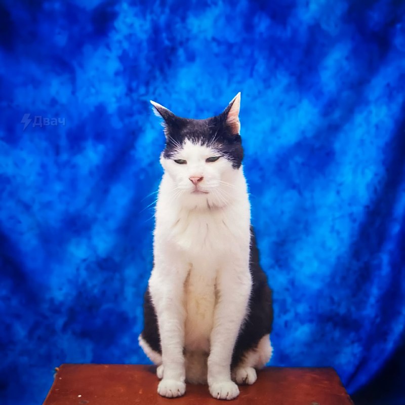 В Японии живёт самый грустный котяра в мире — его зовут Панчо, и ему уже 17 лет