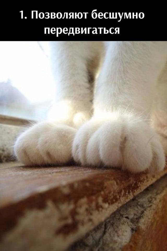 5 преимуществ лапок🐾