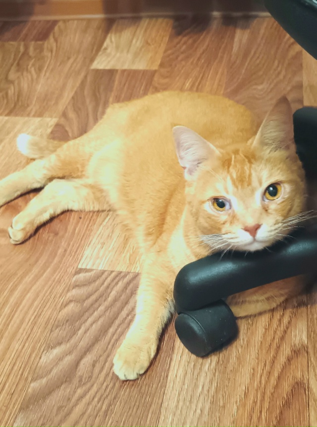 Пропал не в меру коммуникабельный кот. Мог увязаться з?...