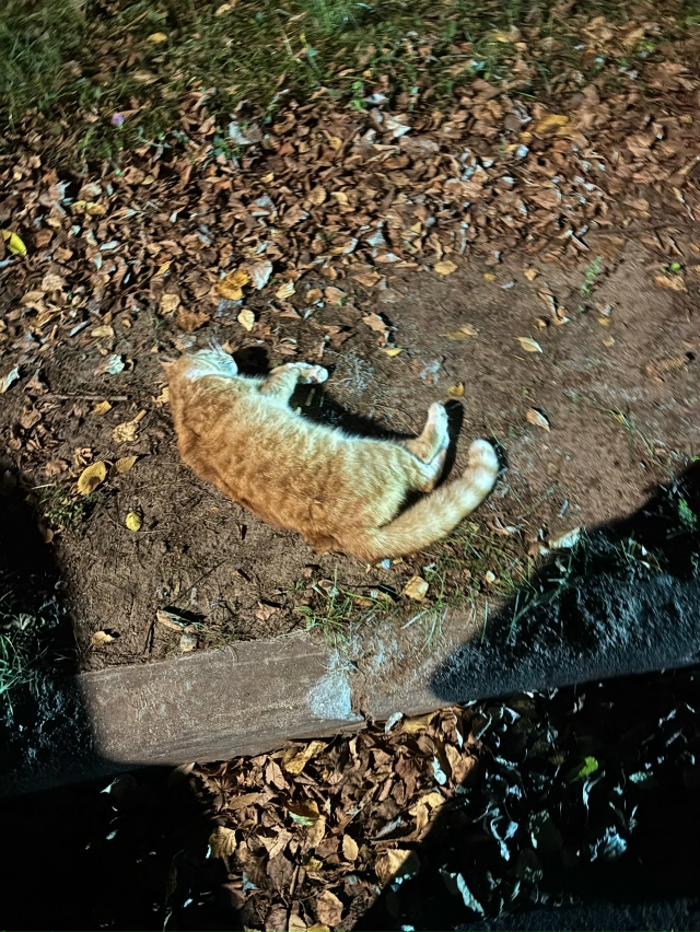 😔 Лежала чья-то кошка
У современника в 20:01. Лежала на д...
