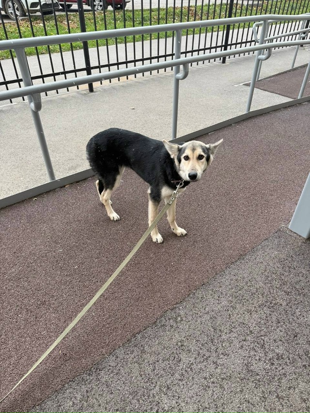 Собака с поводком, находится у дома по улице ушакова, 15