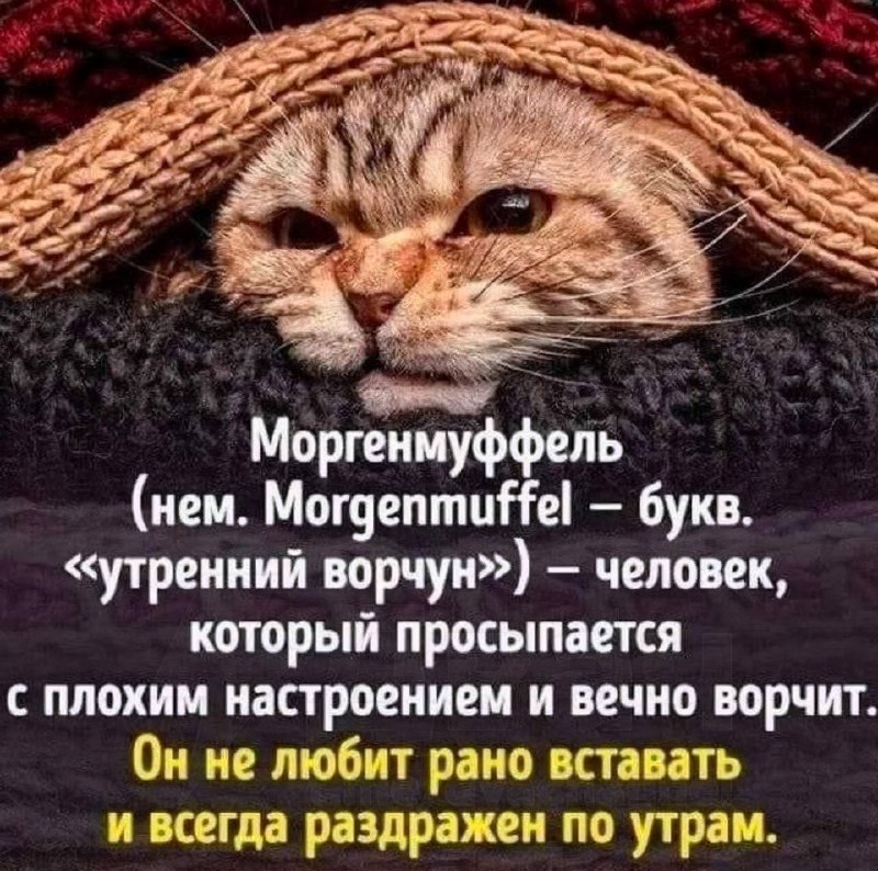 Моргенмуффели тут?