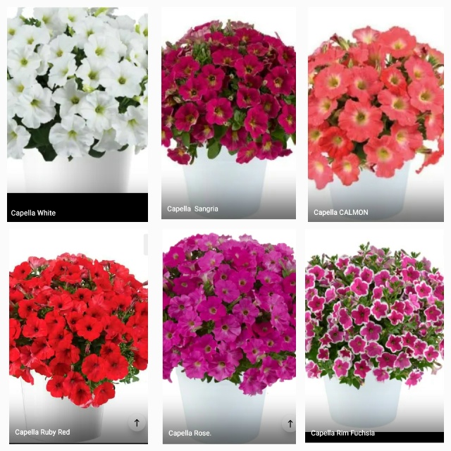 Предлагаю выращенные с любовью садовые вегетативные ц...