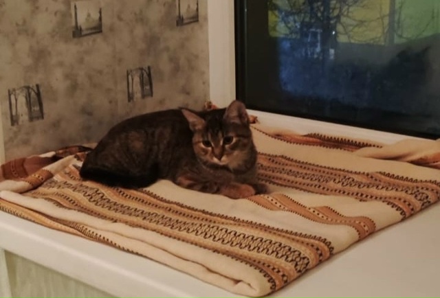 В поисках дома и добрых рук кошечка. Возраст 3 мес. Очен?...