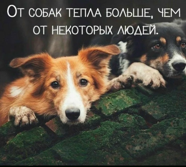 Вот такой чудесный малыш ждёт свой Звёздный час под ?...