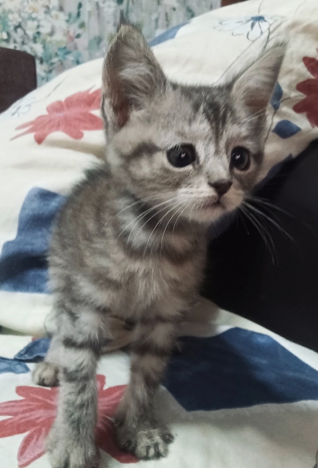 🆘Срочно пристраивается котенок 🆘🐱
ПЕТРОВСК‼️
Был?...