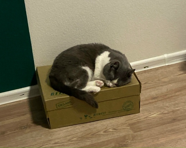 Мурёночка полюбила спать в корзине для белья. А так же ?...