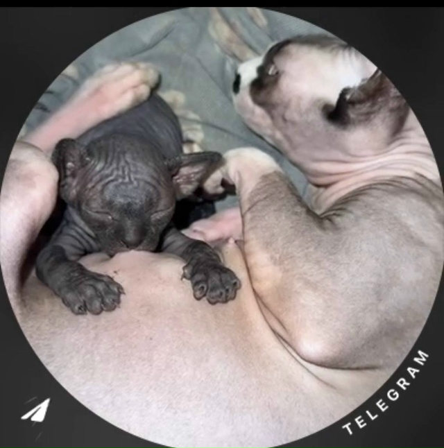 Этапы взросления (становления большим уголёчком) микр?...