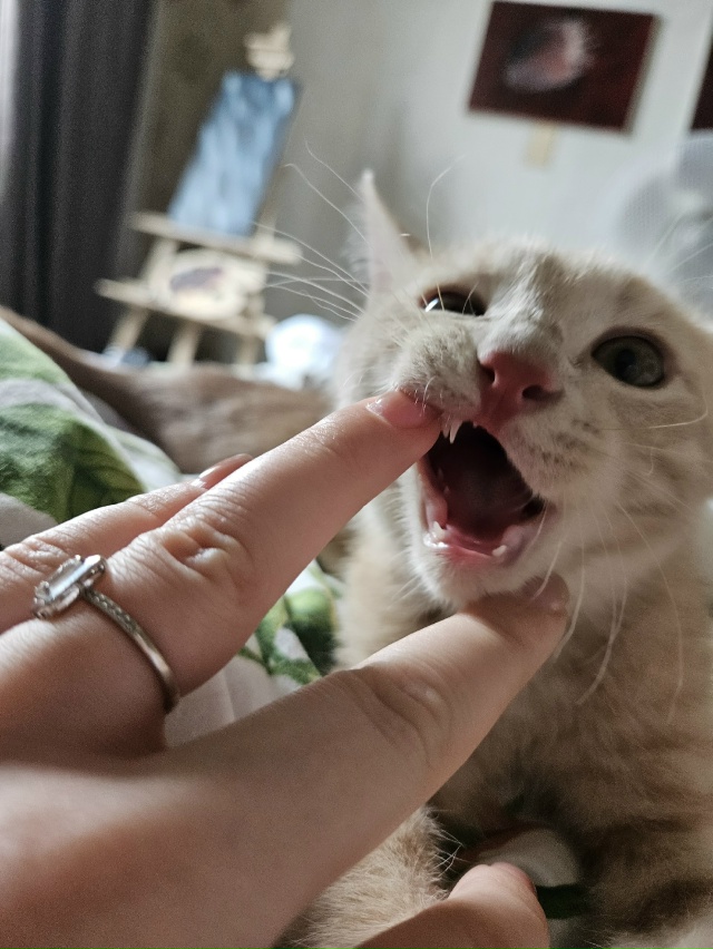 Ну штош, я считаю, что я ебанько, а мне сказали, что я с д?...