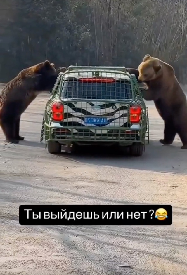 Кто же, если не енот, сможет о вас позаботиться? 🤣