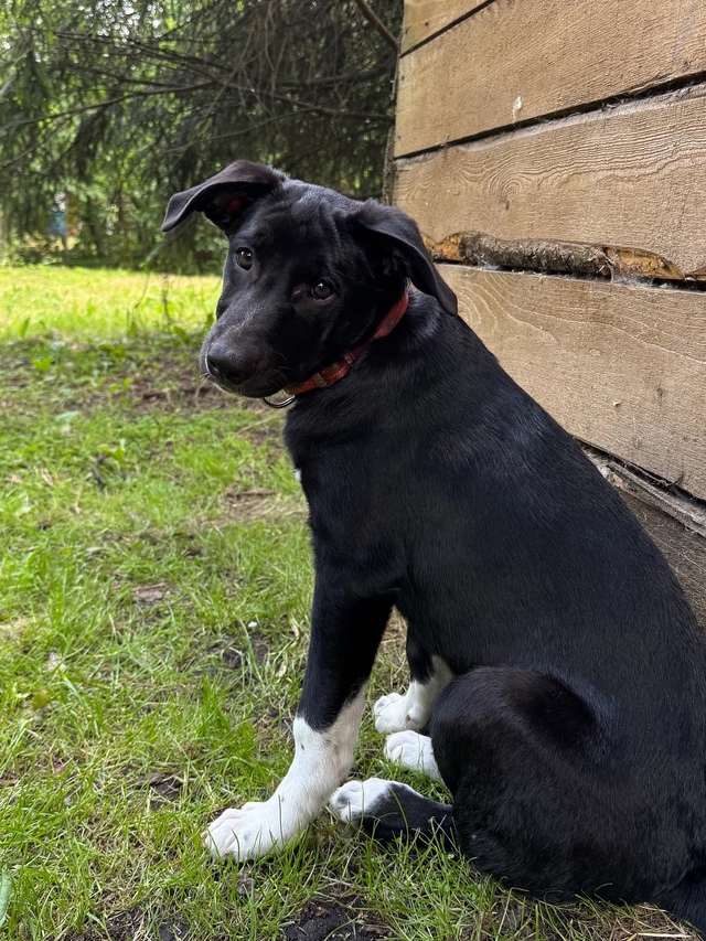 У Кристины Асмус пополнение в семье! 🐶
Недавно актрис...