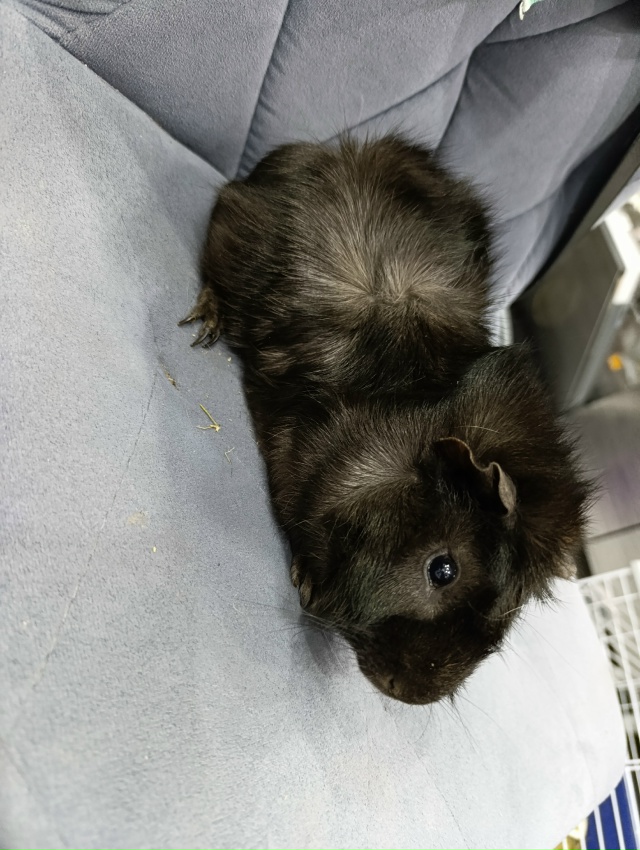 Отдам в дар морских свинок. Мальчики. Покупали в январе...