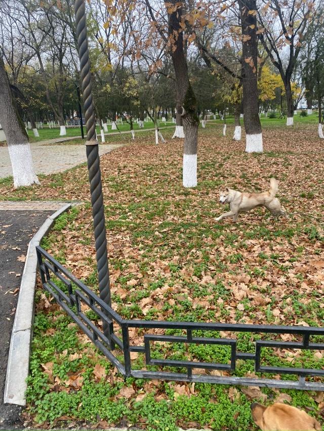 Чей собака сбежал
Ведет себя не очень адекватно
В парк?...