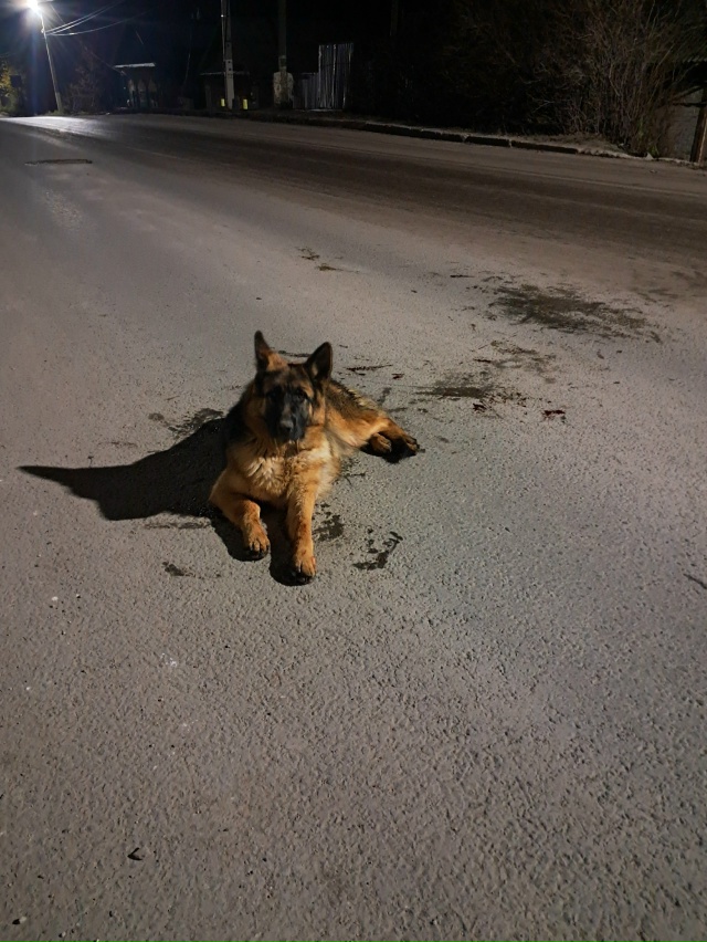 Помогите пожалуйста! Сбили собаку, ул.Цементников( маг ...