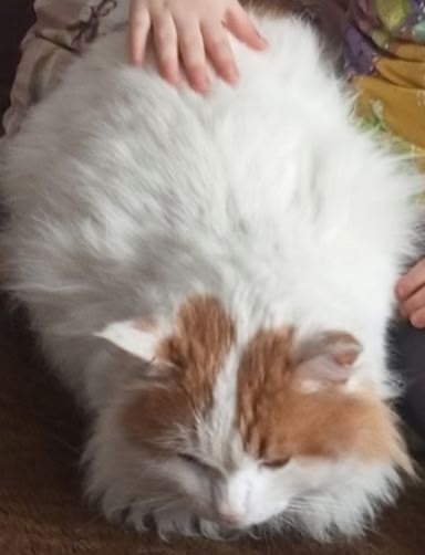 Добрый вечер! Потерялся кот, откликается на кличку Миш?...