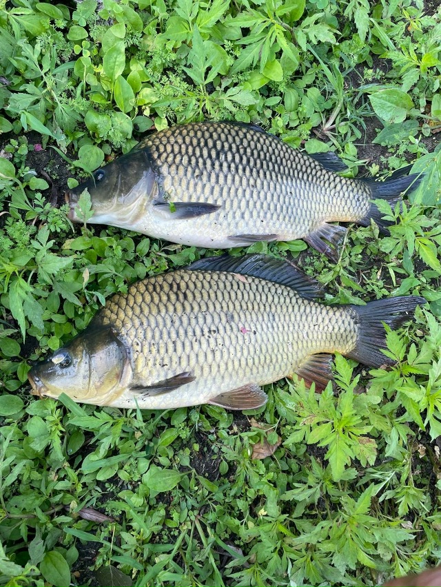 🐟 Продаю свежего карпа с пруда!
✅ Выращен в экологиче?...