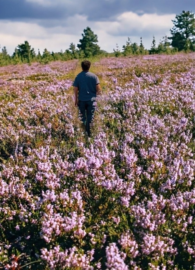 Северная лаванда зацветает 💜
В Мурманской области на...