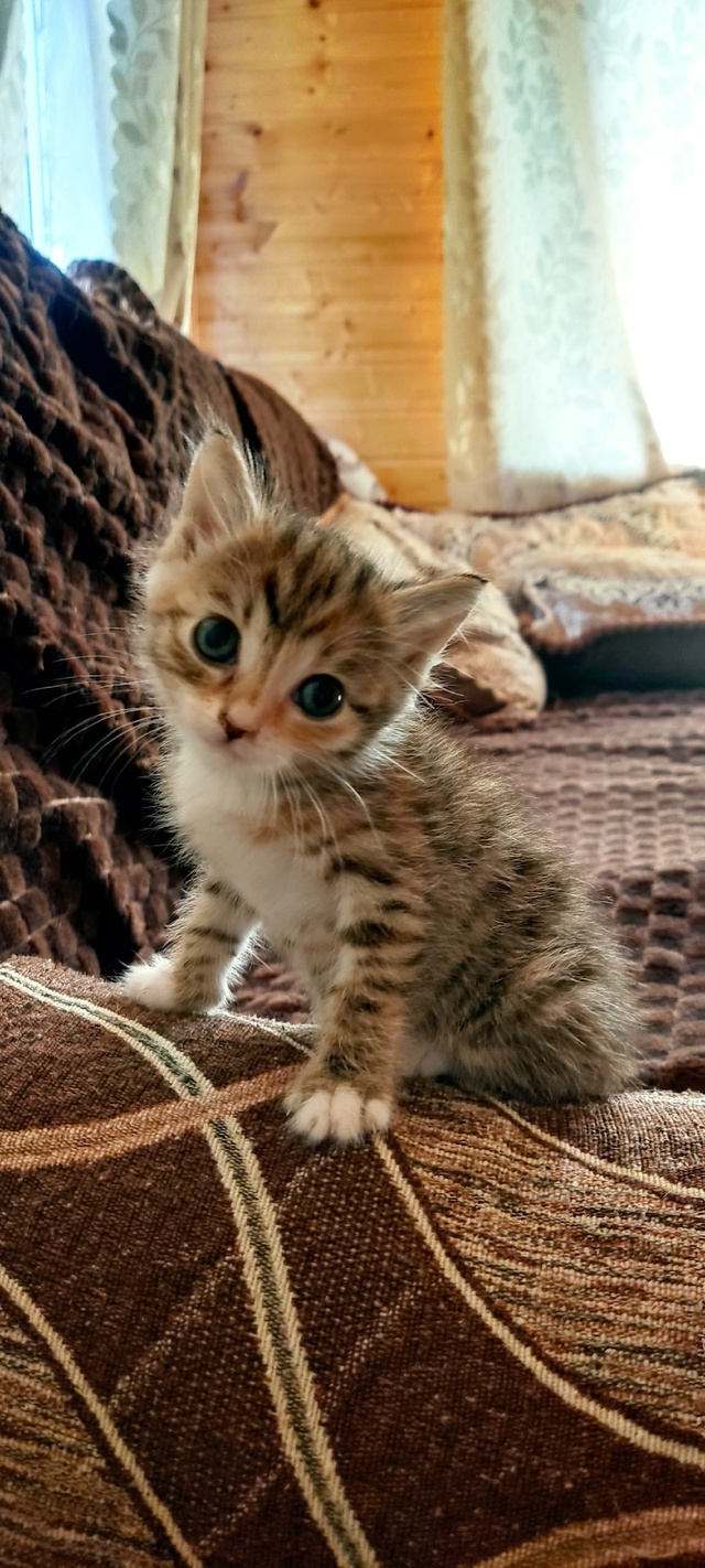 Котятки только в добрые ручки🙂🙂🙂рыженький и черный...