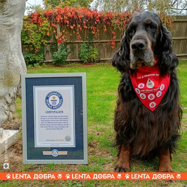 🙏 Пёс спас 200 жизней других собак и попал в Книгу рекор...