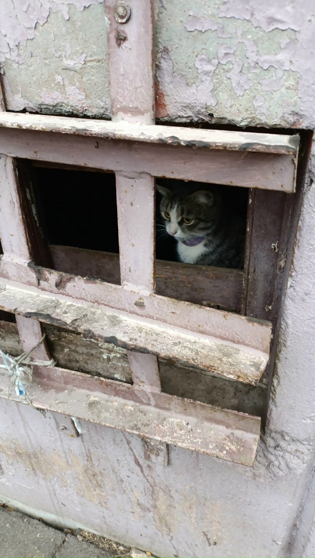 Молодая кошечка месяца 3-4, с очень красивым окрасом и с?...