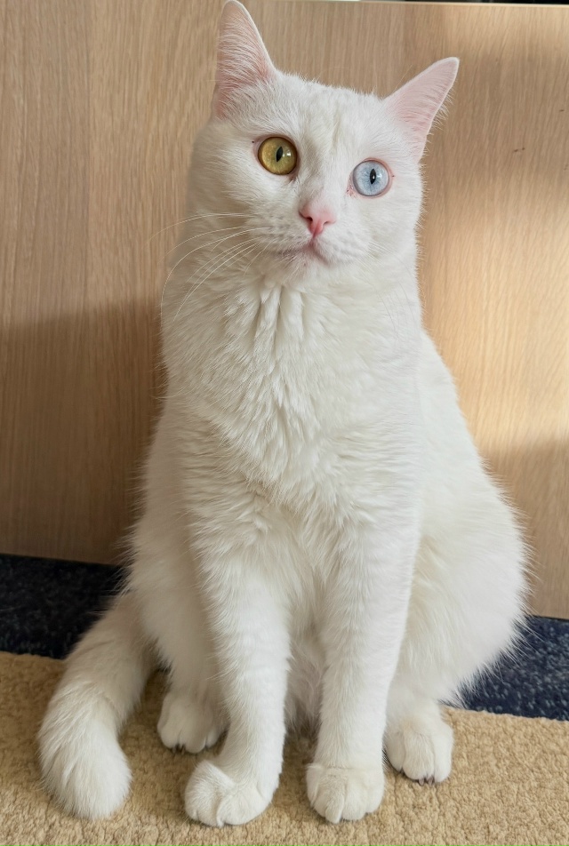 Штош
#КошкаСветлана