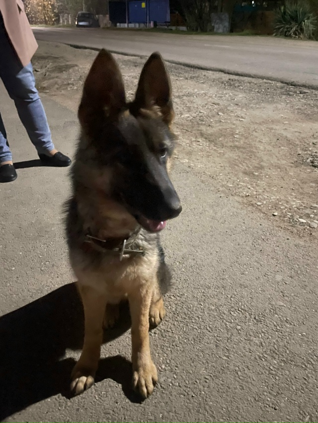 Всем добрый вечер. Увязалась за прохожей немецкая овча...