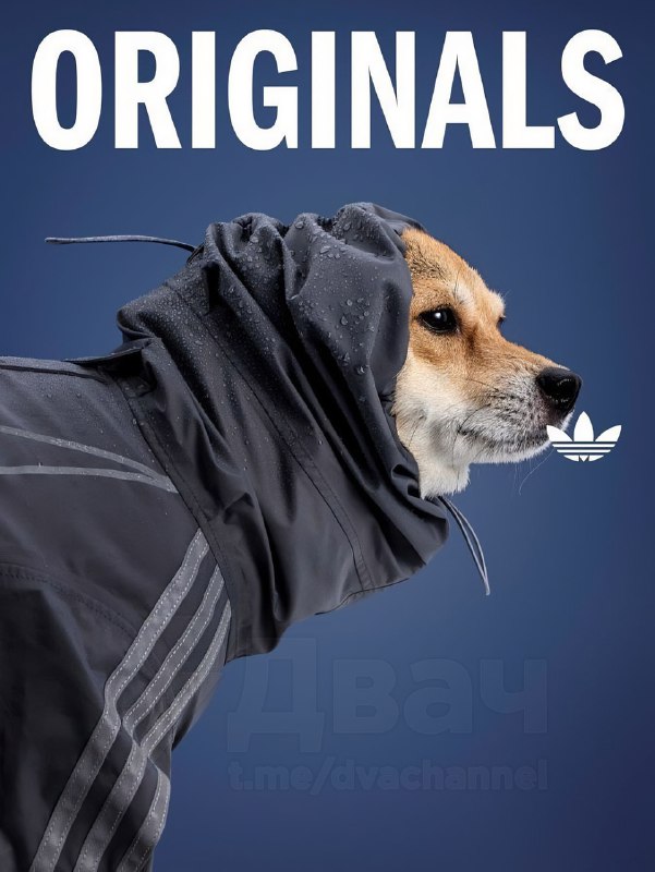 Adidas в Китае представил новую линейку одежды для питомцев — да, теперь есть осенне-зимние вещи для