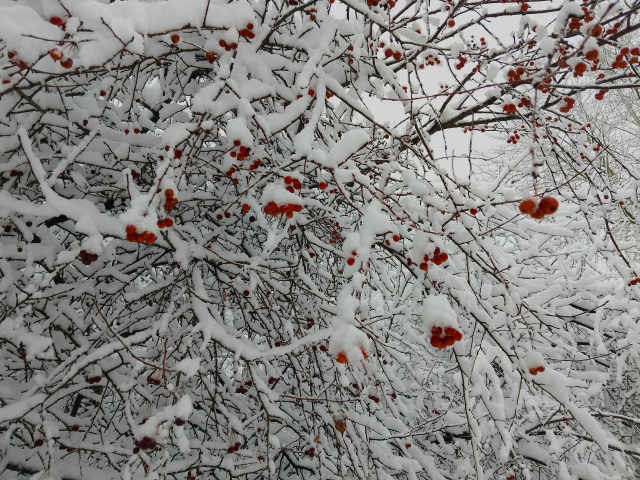 Κpacoтa нeoбыкнoвeннaя в Акaдeмгopoдкe пocлe cнeгoпaдa ❄️