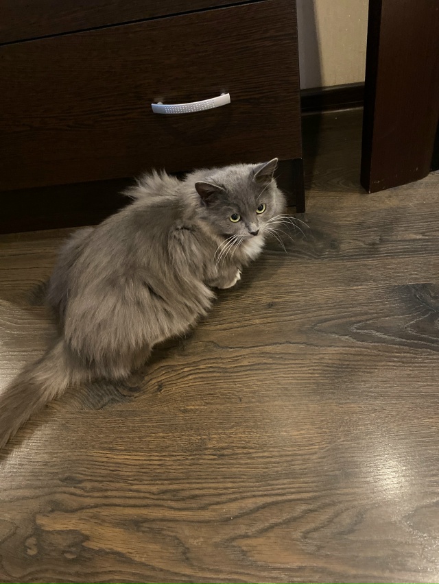 Пристраиваем в добрые руки это пушистое чудо!Кошечка,в...