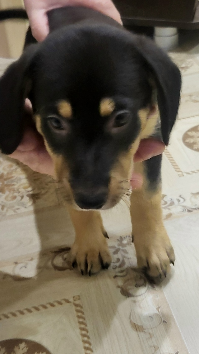 В районе Руси найден щенок. Хозяин отзовись!
89157941852