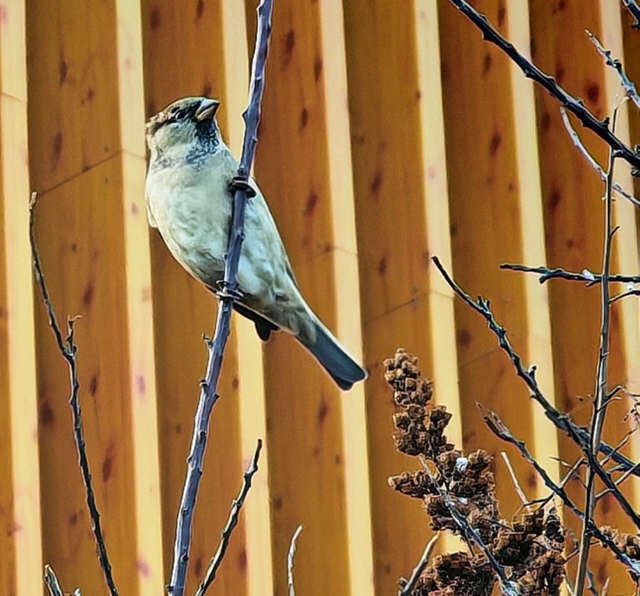 Дoмики для птичeк