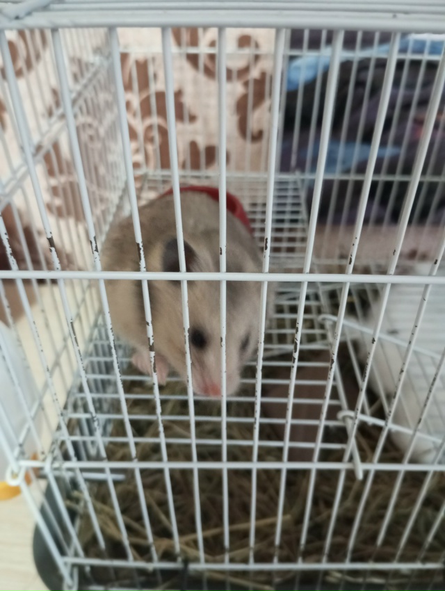 отдам в добрые руки сирийского хомяка, с причиной пере?...