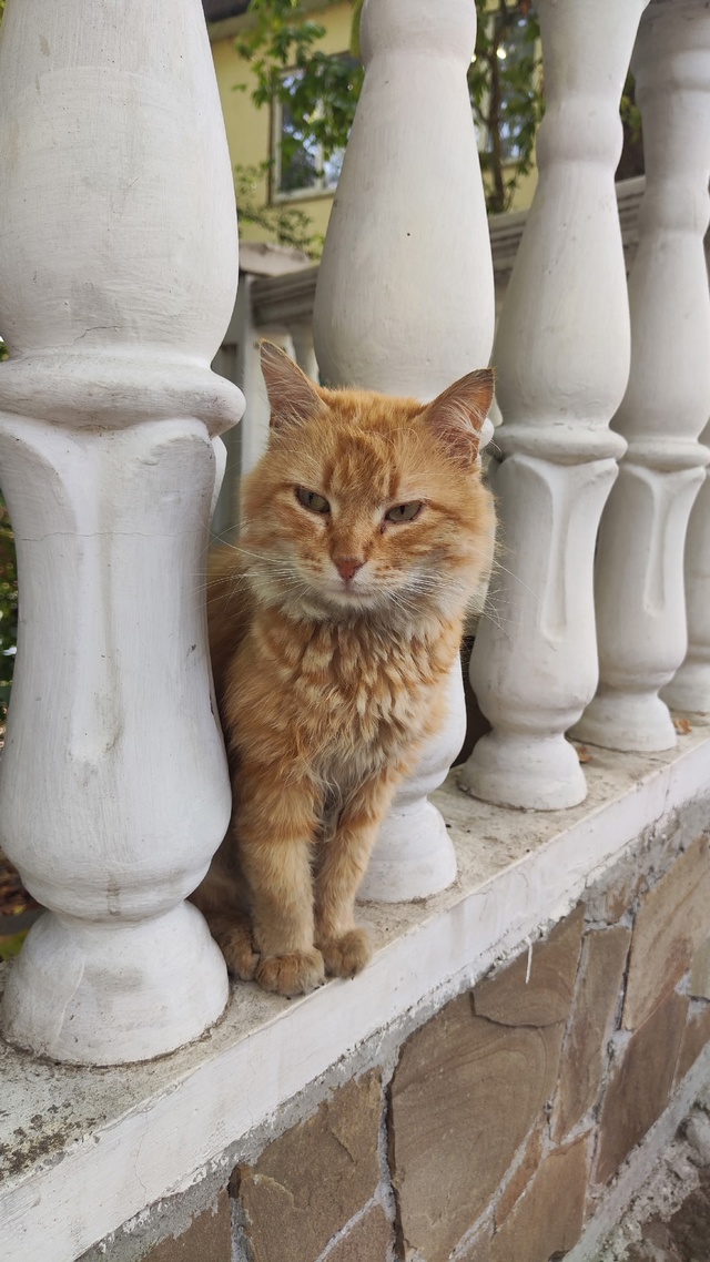 Котики и красивые виды для хорошего настроения на весь...