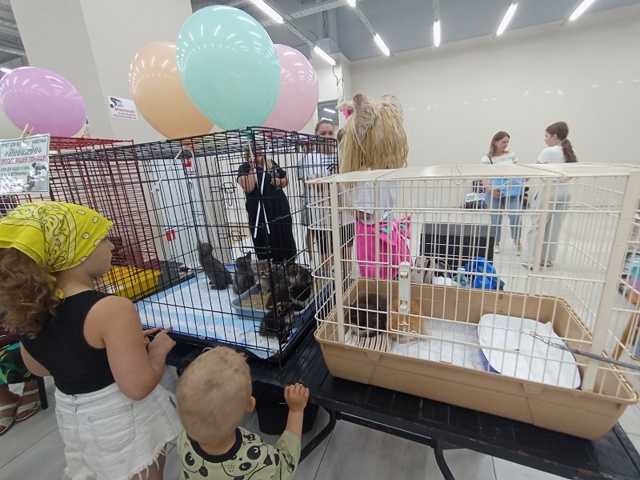 👉В Смоленске 17 «хвостиков» нашли новые дома на благот...