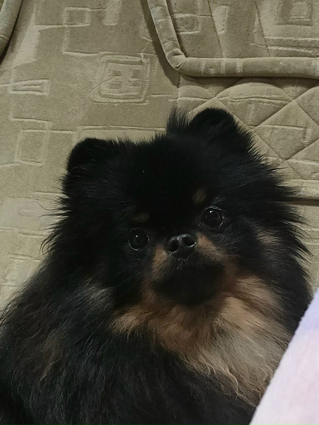 Срочно нужна помощь ❗️❗️❗️
Пропала маленькая собак...