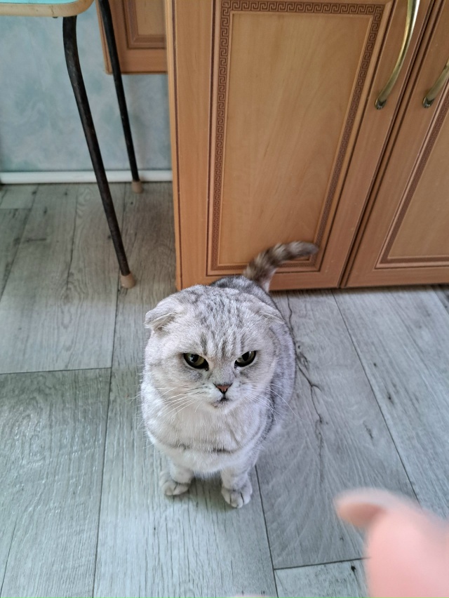 Прибилась звоните по номеру 89068356532